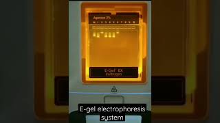 E gel Electrophoresis system shorts electrophoresis [upl. by Cohl]