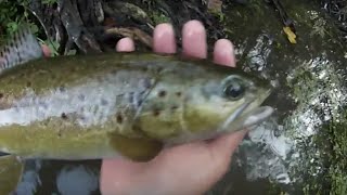 Fermeture de la pêche à la truite 2015 partie 12  belles farios sauvages aux leurres [upl. by Mathi217]