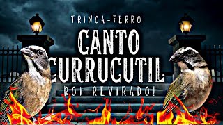 Canto currucutil com boi revirado [upl. by Tegdirb207]