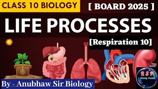 Human Respiratory System Diagram Class 10 ll Life Processes ll ncert scinence bio diagram exam [upl. by Asira]