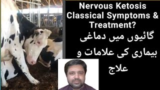 Classical Signs of Nervous Ketosis in Cow Before amp After Treatment ll Metabolic disorder [upl. by Lyda]