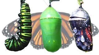 Monarch Butterfly Metamorphosis Timelapse FYV [upl. by Lammond225]