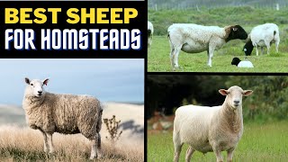 The 8 Best Sheep Breeds For Homesteaders [upl. by Itteb841]