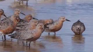 Calidris Sandpipers of Southern California [upl. by Rives]