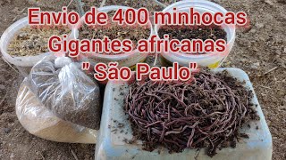 ENVIO DE 400 MINHOCAS GIGANTES AFRICANAS PARA SÃO PAULO E OUTRAS DICAS TOP DE CRESCIMENTO [upl. by Yaja]