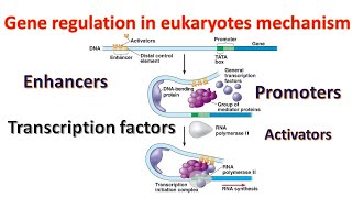 Gene regulation in Eukaryotes Promoters  Transcription factors  Enhancers Genetics for beginners [upl. by February]