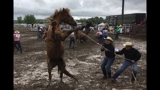 Wild Horse Racing In The MUD  2018 Miles City Bucking Horse Sale  1st Race [upl. by Donetta989]