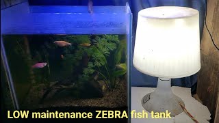 LOW maintenance ZEBRA fish tank zebrafish lowmaintenancetank zebrafishtankmates plantedtank [upl. by Ylak604]