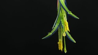 Billbergia nutans  Zimmerhafer  QueensTear [upl. by Foskett]