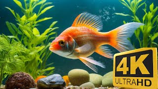 quotUltimate 4K Aquarium Screensaver Tranquil Underwater Ambiance with Relaxing Water Soundsquot [upl. by Persons]