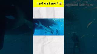 Shark attack shortvideo [upl. by Werdnael]