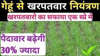 गेहूं से खरपतवार नियंत्रणगेहूं में खरपतवारो का कहरWheat HerbicideWheat Farming [upl. by Feil695]