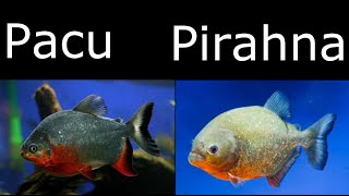 The difference between piranha and pacu [upl. by Yarod]