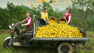 Use 3wheeled Vehicle Harvesting 400kg Orange Goes To The Market Sell  Orange Garden [upl. by Ernesto]