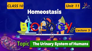 The Urinary System Of Humans Biology Chapter 11Homeostasis Lecture5 biologypenacademy [upl. by Giliana933]