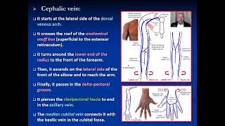 Veins of the upper limbupper lim ايمن خنفور [upl. by Jon]