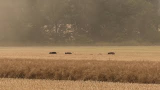 Erntejagd auf Sauen am Raps  Jagdkrone [upl. by Pirzada870]