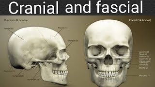 Cranial and fascial bones 3D anatomy  Pnemonics for cranial and fascial bones [upl. by Ynnhoj700]