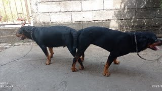 rottweiler dog mating process [upl. by Iaj]