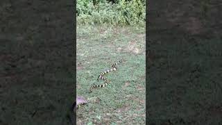 রাজ সাপ Ophiophagus hannah snakevideo snake viralvideo public [upl. by Ynove]