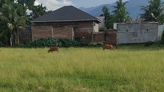 Cow eating grass in field [upl. by Nessy]