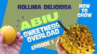 How to grow Rollinia and Abiu from seed Sweetness overload [upl. by Larrej]