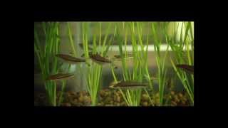 MPEDA  Activities in Ornamental Fish [upl. by Mmada613]