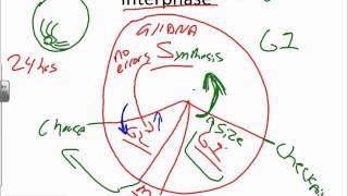 Mitosis and DNA Replication Basicswmv [upl. by Naujad425]