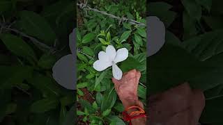 Barleria grandiflora Deva GorantiKannada [upl. by Amberly366]