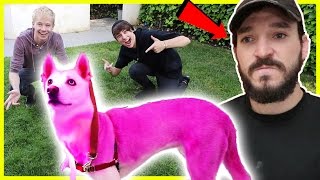 PINK HAIR DYE ON ROOMMATES DOG PRANK  Prank Wars [upl. by Bonneau519]