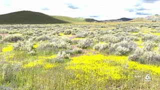 Carrizo Plains National Monument Superbloom [upl. by Piero]