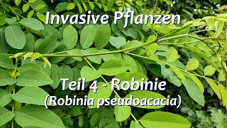 Invasive Pflanzen  Teil 4  Robinie [upl. by Urdna]