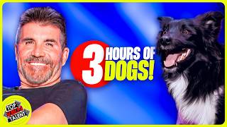 Puppy Palooza on Got Talent 3 Hours of Non Stop Puppy Time [upl. by Aryhs883]