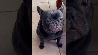 Frenchie Says No Way—Not Enough Treats for This Hungry Pup 🐾🍲shorts cute cuteanimals funny [upl. by Clougher]