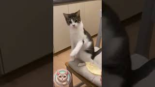 Cats vs Cucumbers  Funniest Reactions Ever 🥒😺 [upl. by Jacintha45]