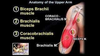 Anatomy Of The Upper Arm  Everything You Need To Know  Dr Nabil Ebraheim [upl. by Jock]