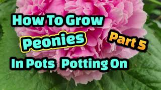 How to grow peonies in pots part 5 potting on [upl. by Benisch831]