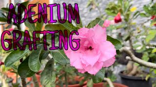 Adenium Grafting StepbyStep Tutorial in Malayalam [upl. by Laius]