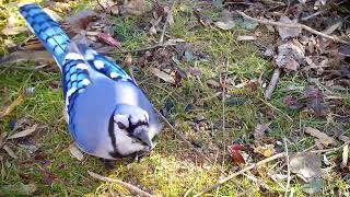 Blue Jay collects Sunflower Seeds  Winter Bird Watching [upl. by Nitsu]