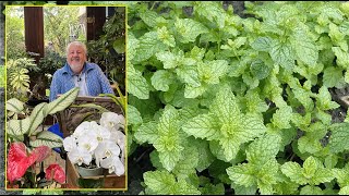 MENTHES PLANTES AROMATIQUES MÉDICINALES DÉCORATIVES ET PASSE PARTOUT Le Quotidien du Jardin N°370 [upl. by Airrehs]