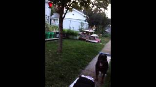 Kid gets HUMPED by BIG DOG [upl. by Decca]