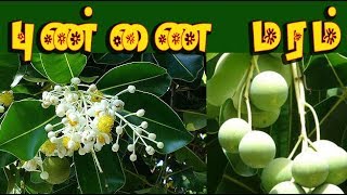 calophyllum inophyllum  புண்ணை மருத்துவம் punnai medicin [upl. by Seek]