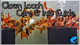 Clown Loach Care amp Information Guide [upl. by Airebma]