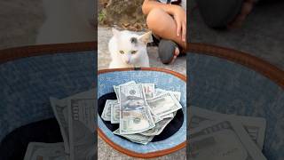 The story of a beggar boy and an abandoned cattrending viralvideo cat [upl. by Nageet553]