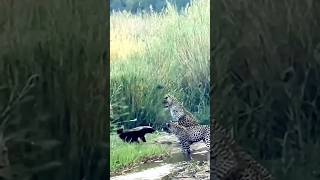 Leopard vs Honey Badger The Ultimate Wildlife Battle [upl. by Leahcimsemaj694]