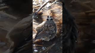 Whitecrowned sparrow taking a bath birds wildlife [upl. by Aicnorev535]