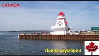 Рыбалка в Канаде ловля скумбрии Fishing in Canada mackerel fishing Shediac [upl. by Wasson716]