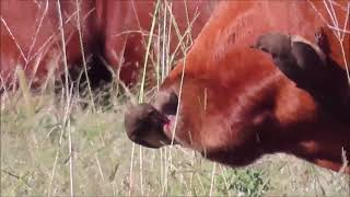 Redbilled Oxpeckers eating blood from a wound [upl. by Ayhtin]