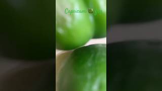 Capsicum 🫑 fry recipe 🫶🏻🤌🏻viralvideoshorts cookingwithme pleasesubscribe 🙏🏻🙏🏻🙏🏻 [upl. by Ivgnout]