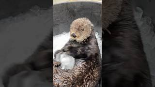 Sea Otters with Ice 😍🤣 seaotters otter otters seaotter seaotters ice cronch asmotter [upl. by Ludwog]